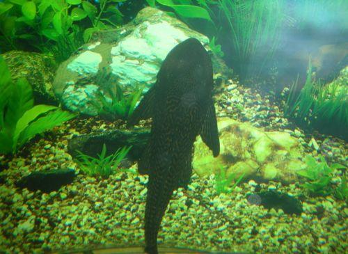 国产清道夫鱼视频,揭秘其生态价值与养殖奥秘