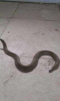 国产蛇怎么分辨真假的视频,视频教你轻松辨别真伪