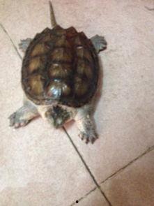 怎样养国产佛龟好看视频,打造美丽国产佛龟的秘诀