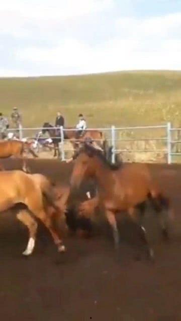 外国人评价国产烈马的视频,惊艳全球的骏马风采