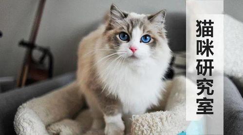 国产猫粮真相大全视频下载,视频下载解析大全